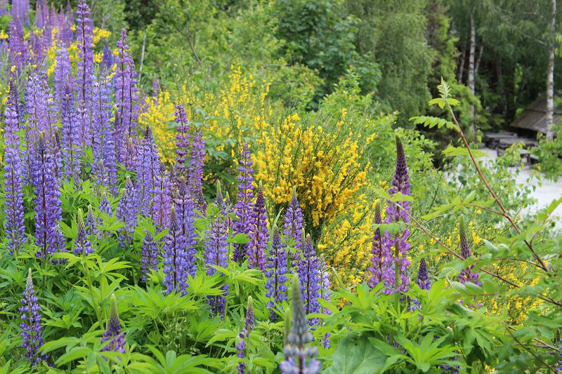 Des lupins_pour_amliorer_et_stabiliser_le_sol_n2